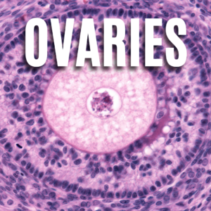 Ovary App