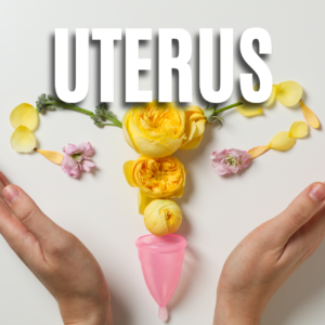 Uterus App
