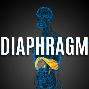 Diaphragm & Hiatal Hernia App